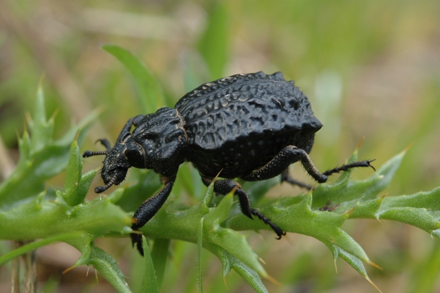 Il mio primo animaletto.